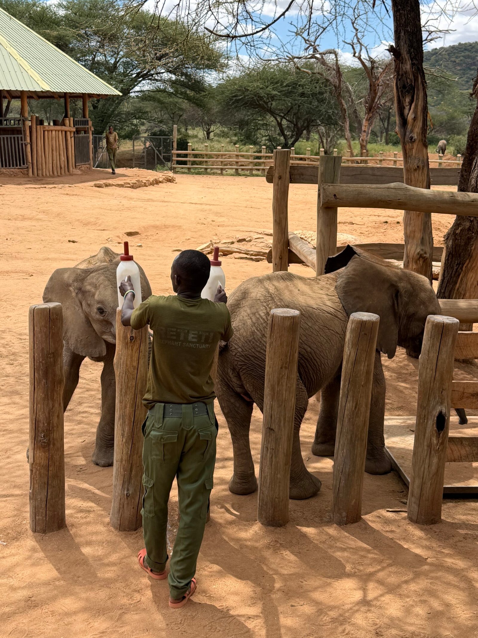 A caretaker feeds two baby elephants with large bottles at a fenced wildlife facility on a sunny day.