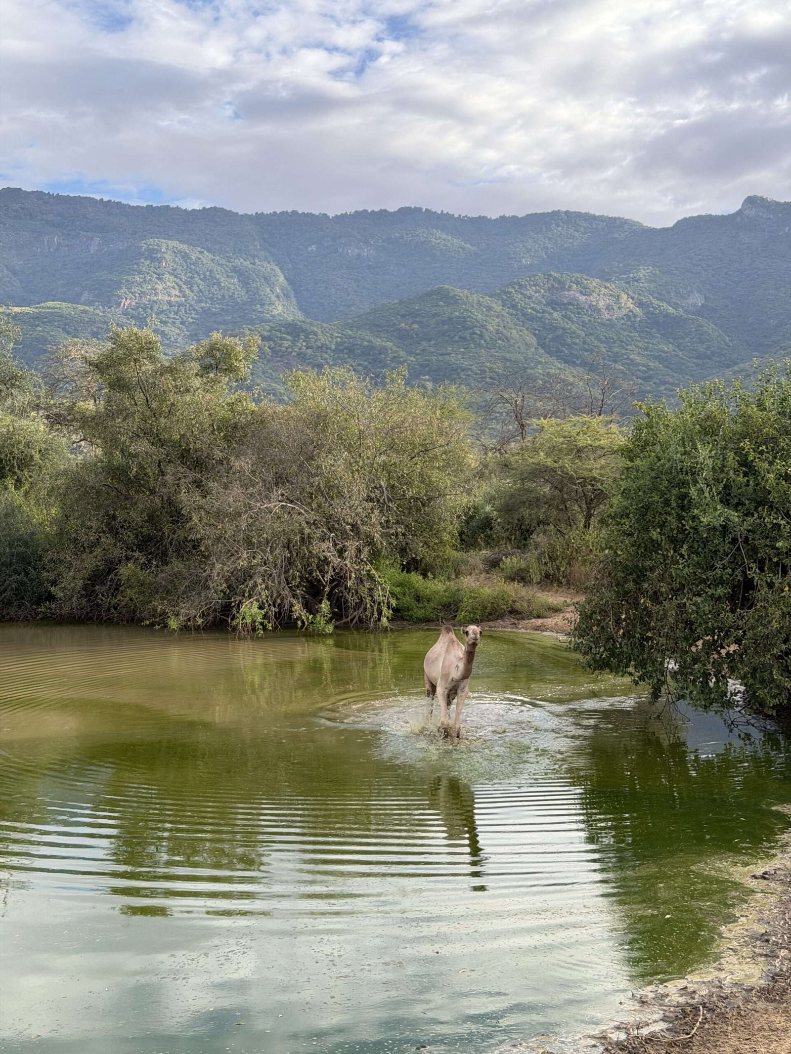 A camel stands in a small greenish pond surrounded by bushes, with mountains and a cloudy sky in the background.