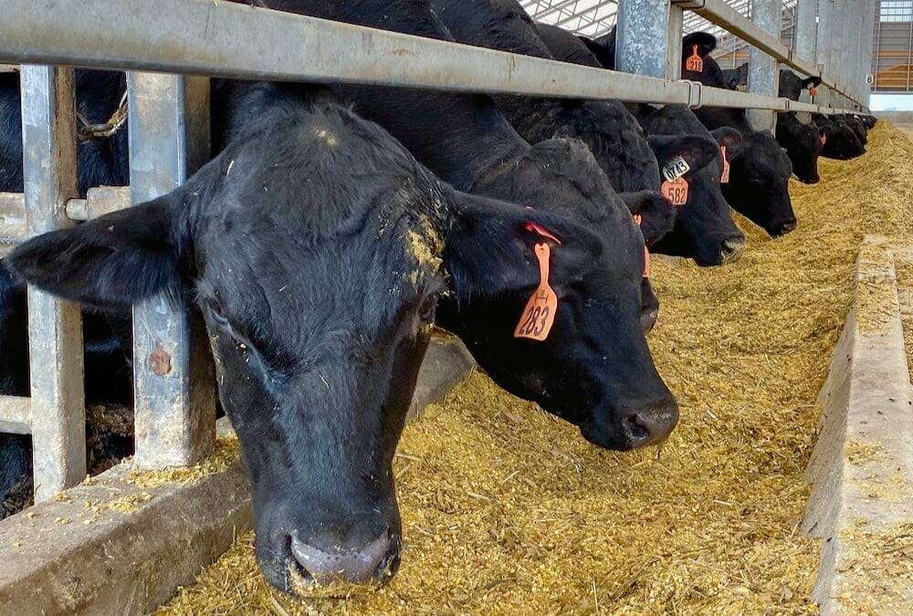 Feedlot cattle at a bunk. Course participants will visit active beef farms and processing facilities as part of the hands-on curriculum. Photo: Diana MartinEducation on cattle nutrition and supplements in the curriculum will help new farmers and cattle to flourish. Photo: Diana Martin