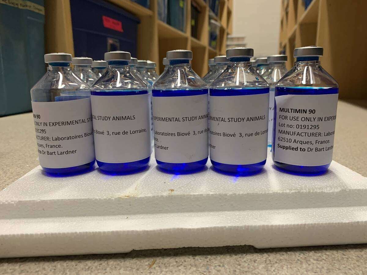 The overall research goal was to look at whether an injectable trace mineral could help solve a long‑standing problem of highly variable mineral intake in beef cow herds.
Photo: Courtesy of Bart Lardner