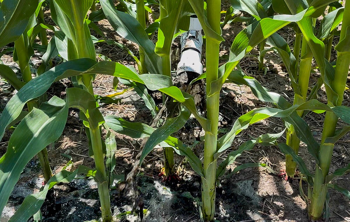 The Rain 360 autonomous irrigation system delivers a mixture of manure, digestate and water to the base of a crop. To limit compaction risk, the outer hoses are used as the machine moves away from the tether and the inner hoses for the return, so the tires travel on dry ground.