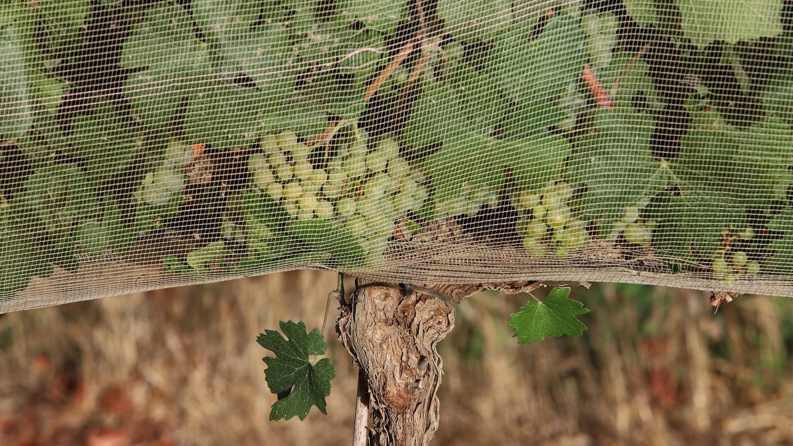 Chardonnay grape vines are covered with netting to reduces the amount of sunlight on the fruit