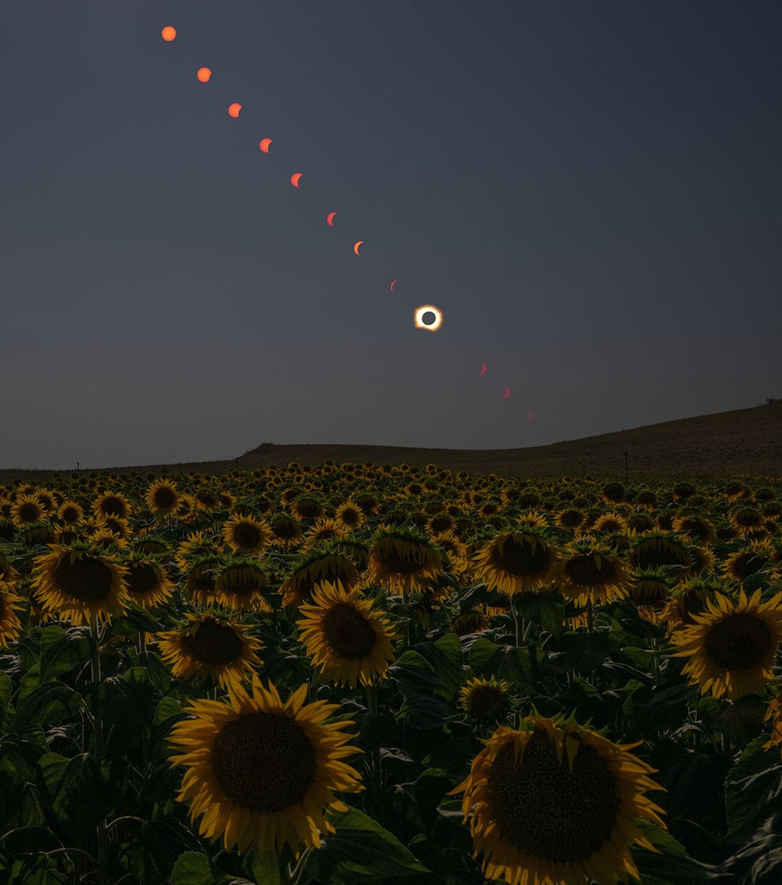 In a dusky sky above a field of sunflowers, a sequence of images shows the progression of a total solar eclipse, from an uneclipsed Sun in the upper left followed by a line of other images showing the Sun becoming more and more eclipsed toward the lower right. A total eclipse, with the white corona around the dark disk of the Moon, appears in the line of eclipse images, near the horizon. A couple more images show a red crescent Sun to the lower right of the total eclipse image.