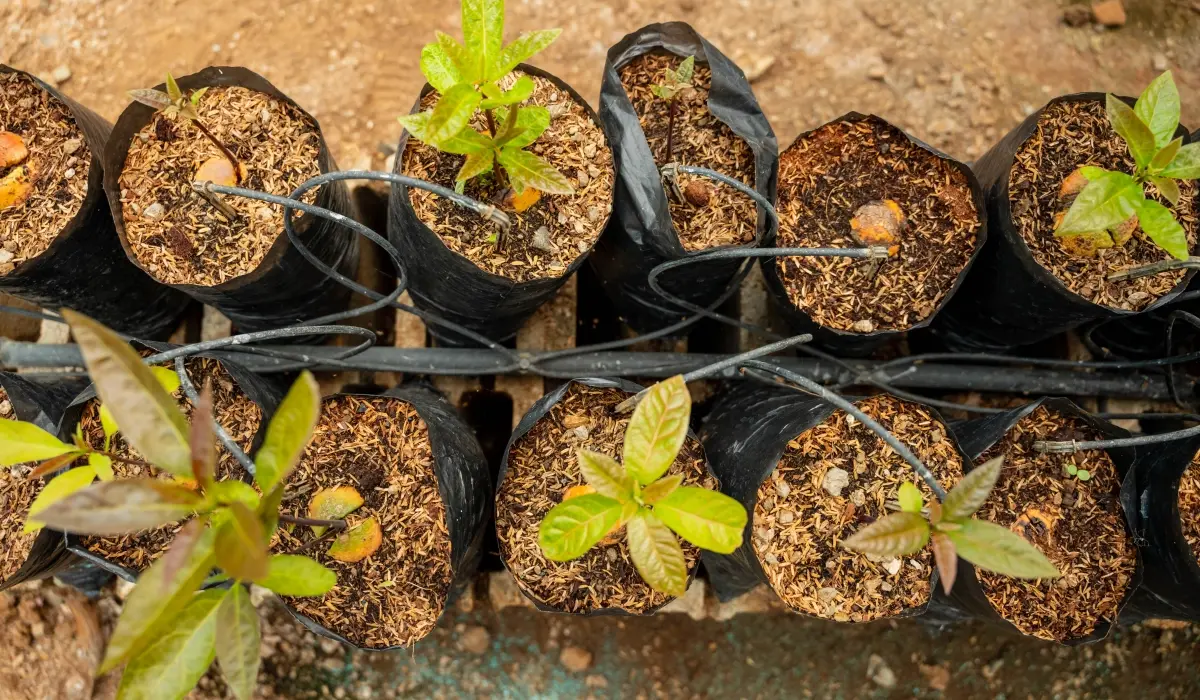Reaching net zero means balancing residual emissions with carbon removal. See why nature-based carbon credits are essential to a credible corporate plan.