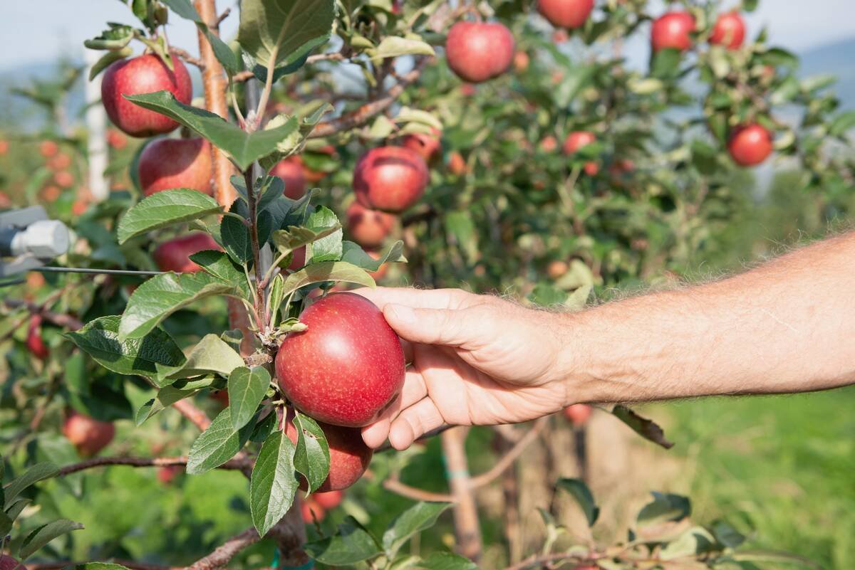 Apple growers are now working under a new national organization called Apples Canada. It continues to be a part of the Fruit and Vegetable Growers of Canada. Photo: Courtesy Ontario Apple Growers