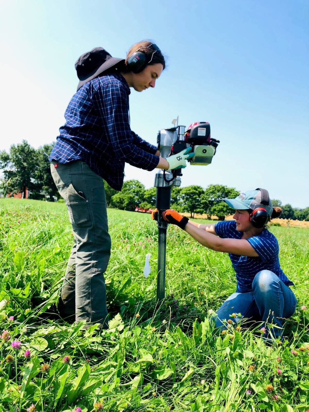 Two researchers in hearing protection operating a powered soil corer in a flowering pasture. Photo: Jessic Mehre