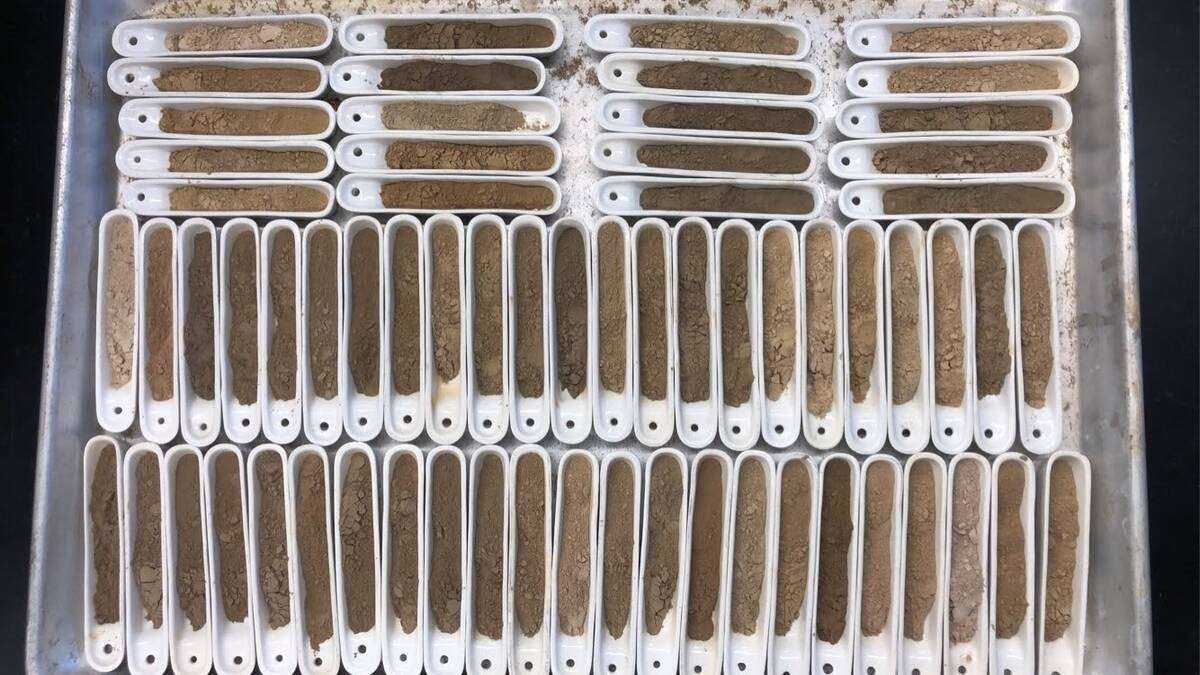 Rows of dried, ground soil samples in white sample trays prepared for laboratory analysis. Photo: Jessica Mehre
