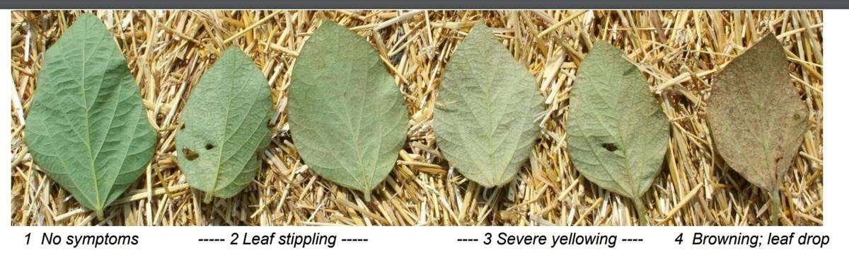 Two-spotted spider mite injury ratings scale. Photo: University of Minnesota
