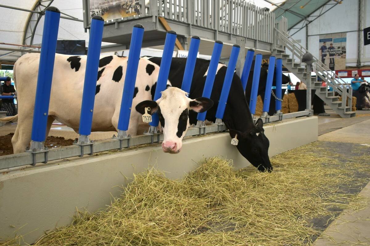 Holstein cows feed at a headlock rail inside a livestock display at Canada's Outdoor Farm Show. Photo: file