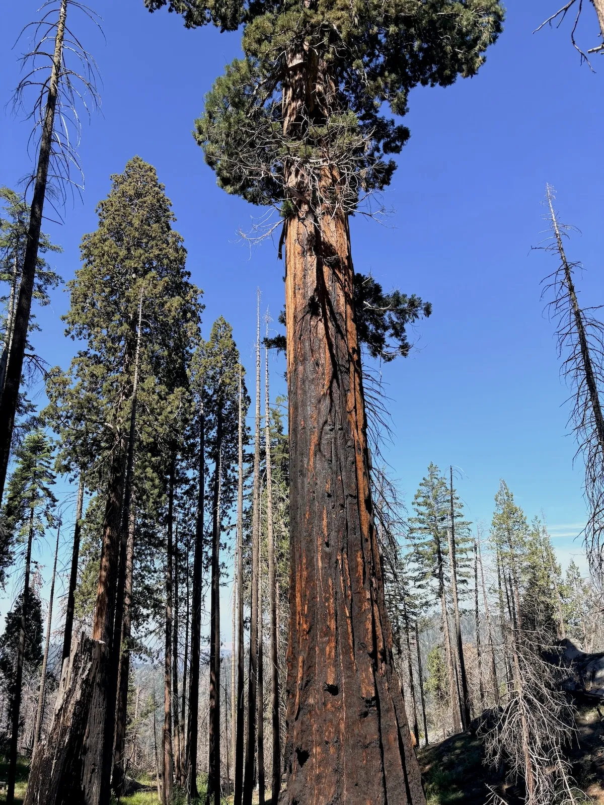 a burned sequoia tree