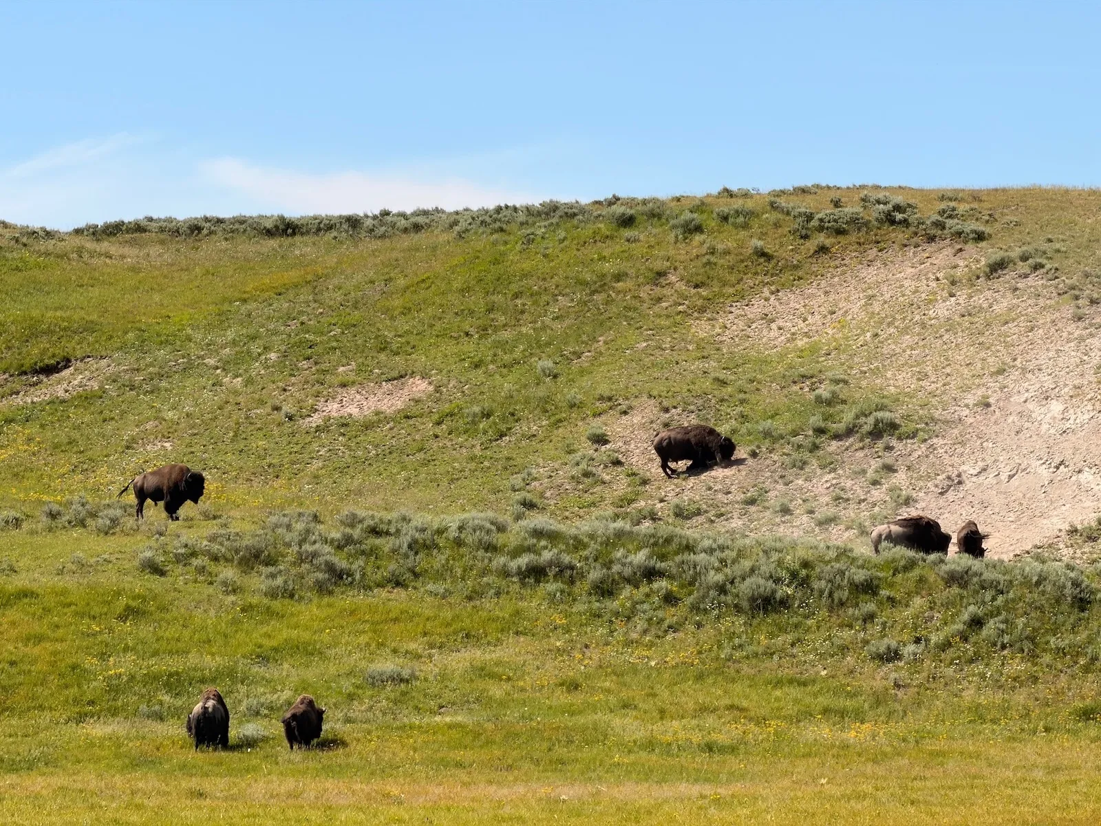 a herd of bison on a green hill
