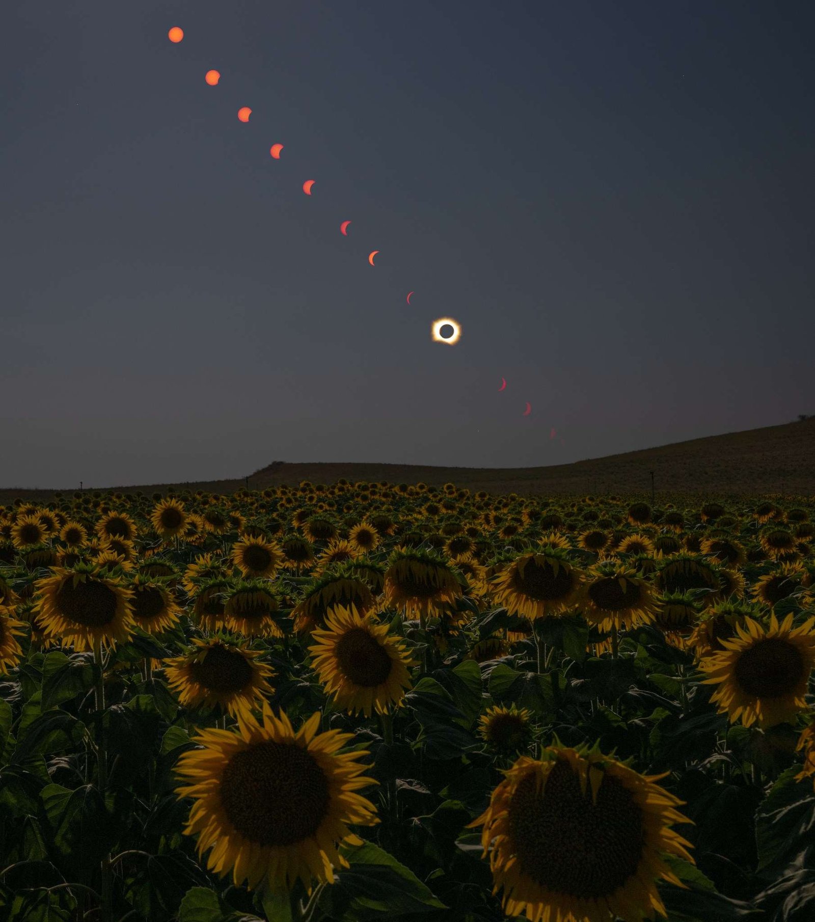 This composite image shows the progression of a total solar eclipse over a sunflower field in Spain. Credit: NASA/Bill Ingalls