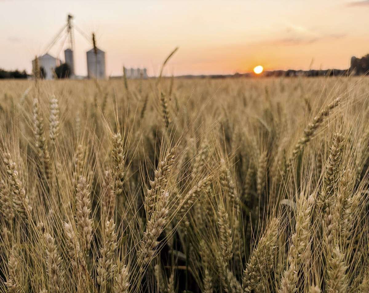 Ripening wheat in an Ontario field with grain bins at sunset. Photo: Diana Martin