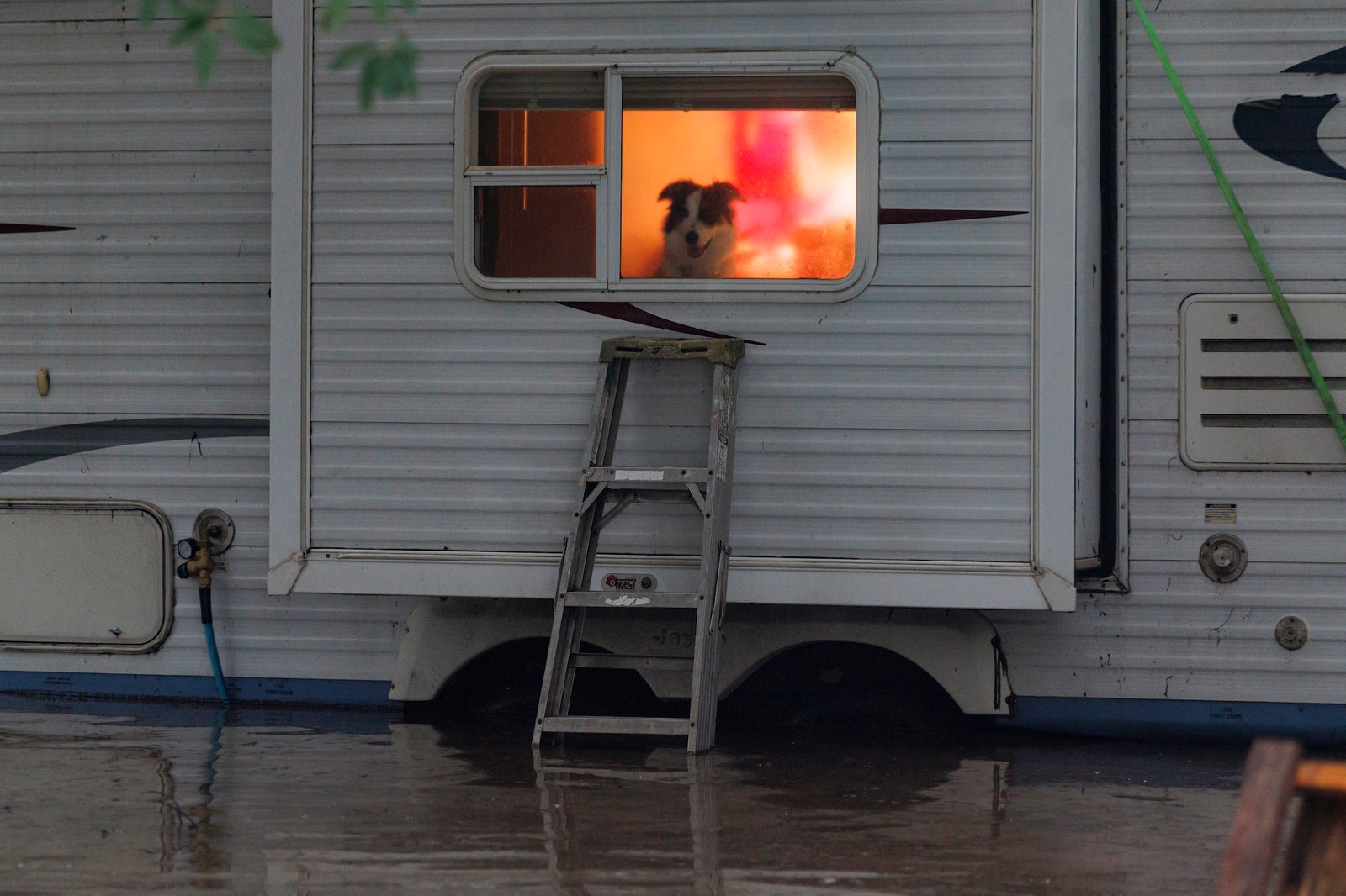 a dog looks out the window of an RV sitting in flood water