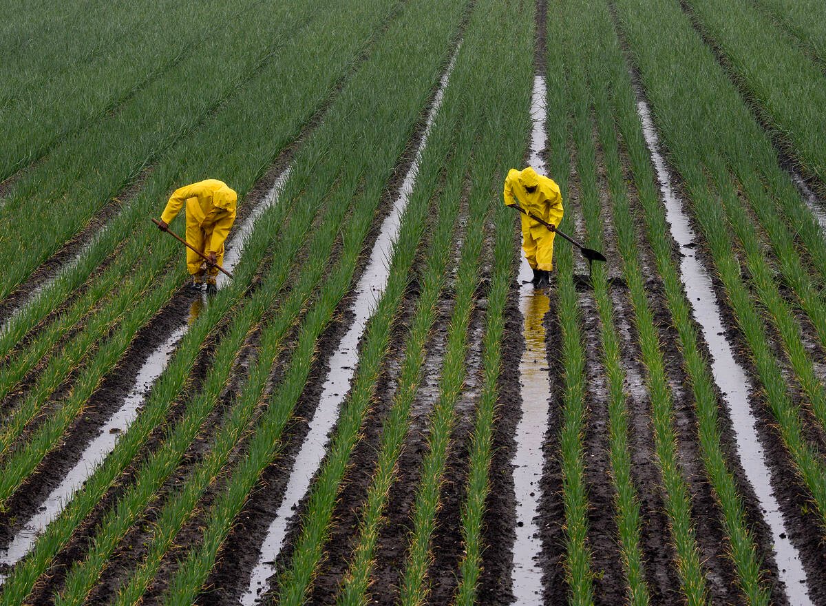 Two farm workers in yellow rain gear hoeing rows of onions in a muck field. Photo: Diana Martin