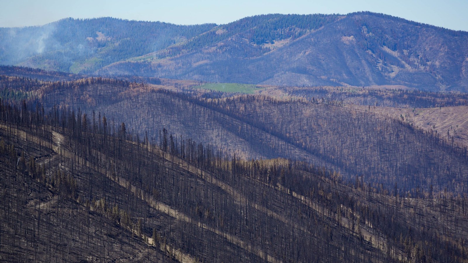 Burned trees on a hillside near a mountain range