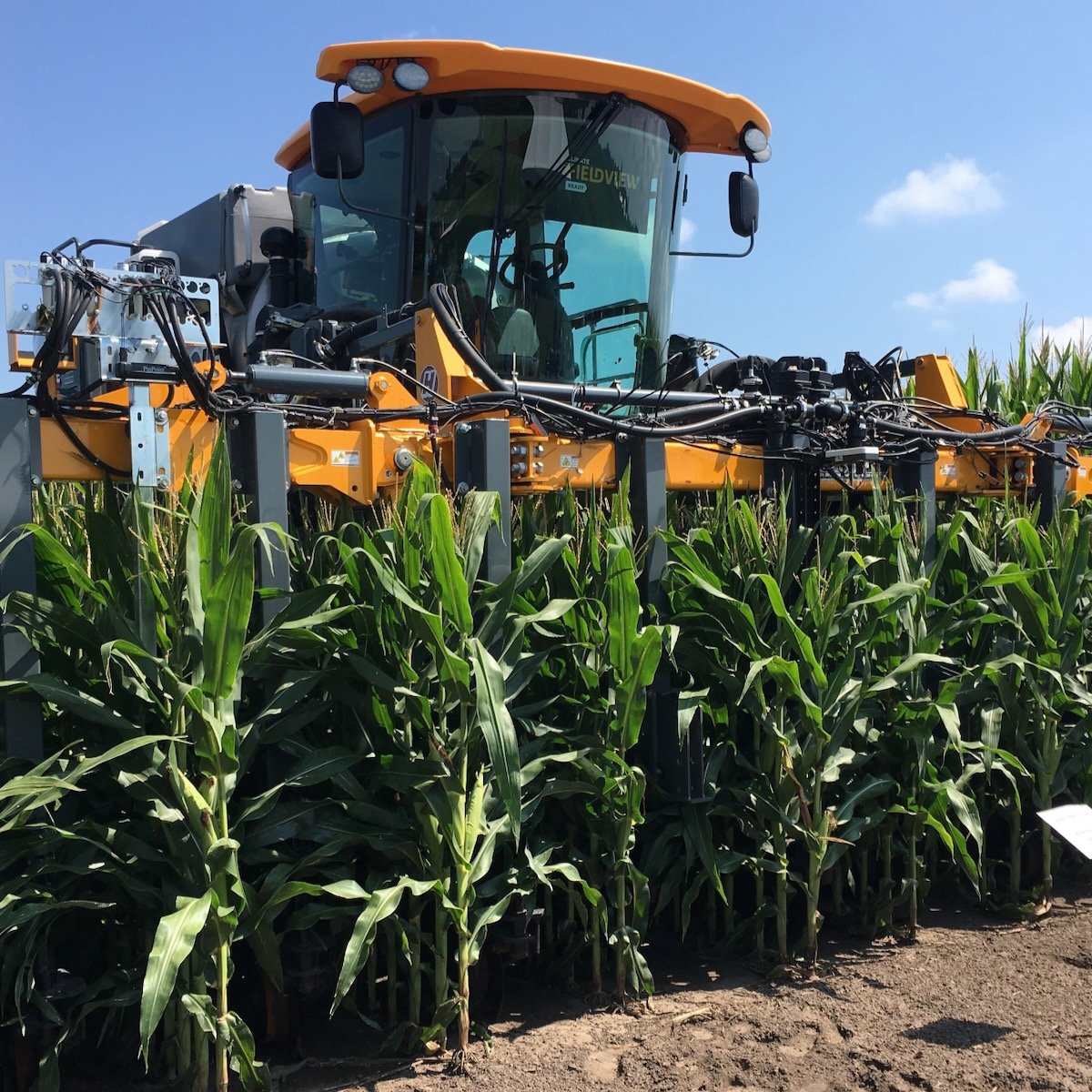 bayer short stature corn