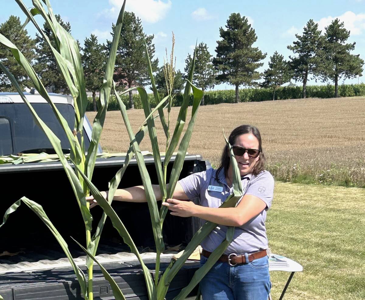 Jessica Wettlaufer shows the difference between short-stature Preceon corn and a regulary corn hybrid. Photo: Stew Slater
