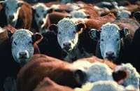 Feedlot