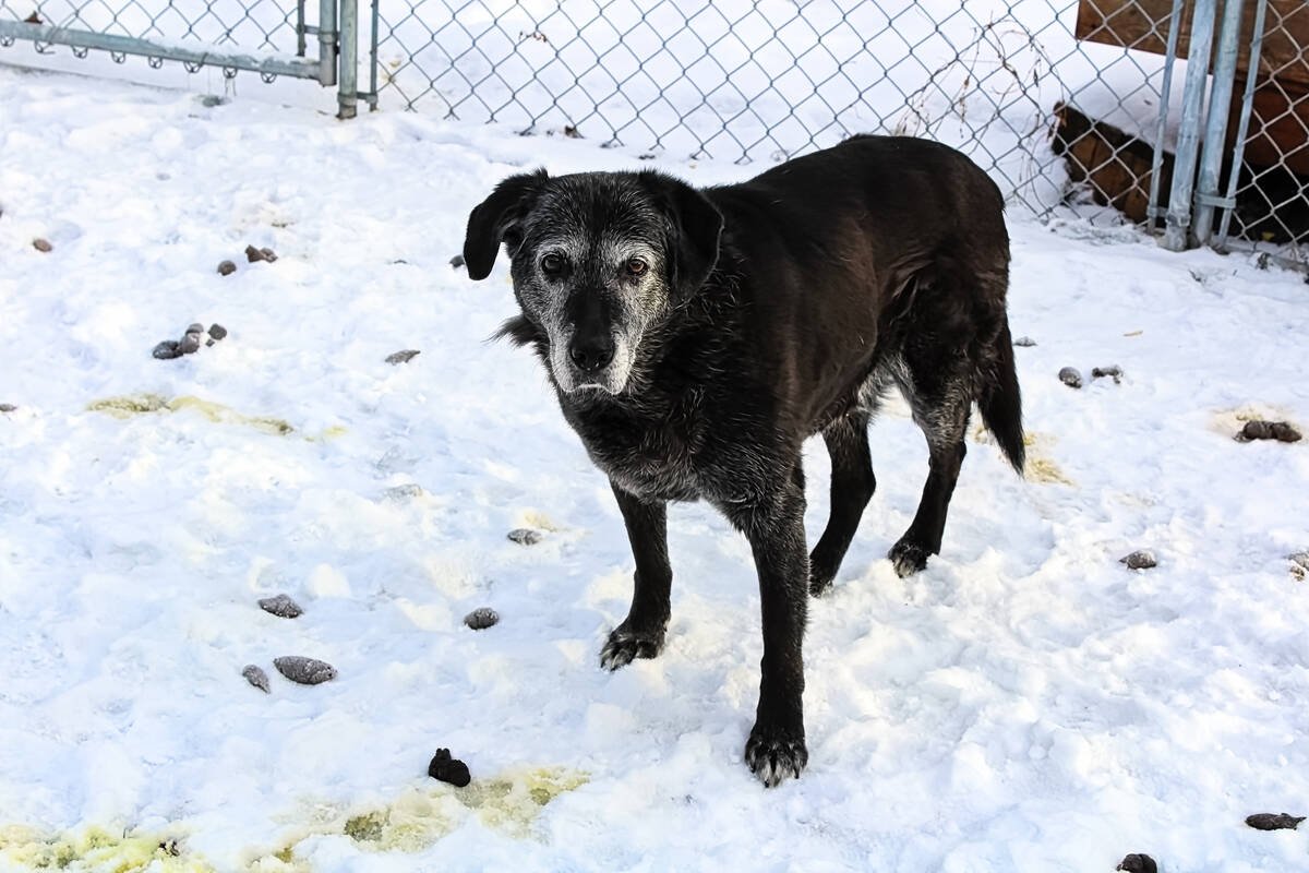 Archival cases in the Alberta study were often found to be canine-related. Photo: Akchamczuk/iStock/Getty Images