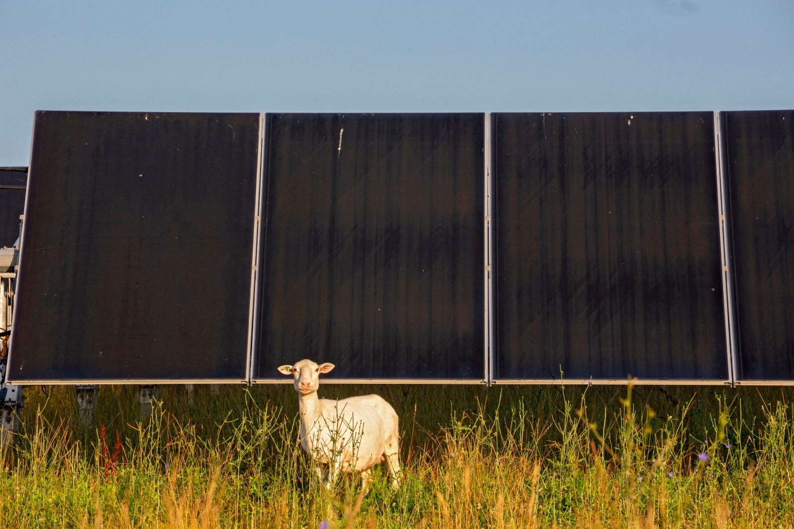 A sheep in a field stands in front of a solar panel.
