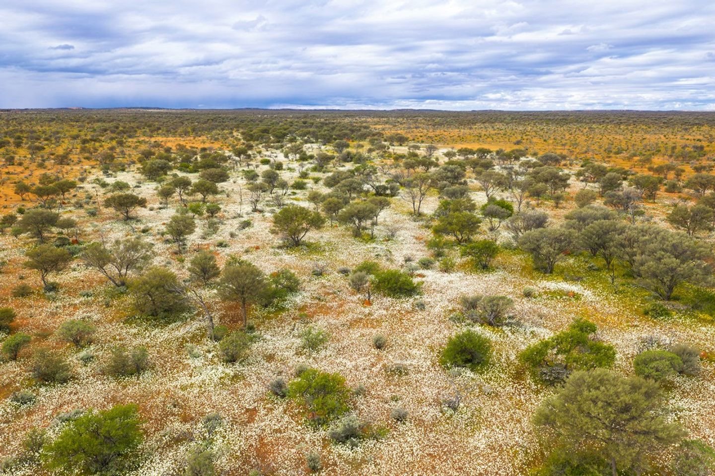White flowers cover the ground amid sparsely spaced shrubby trees.