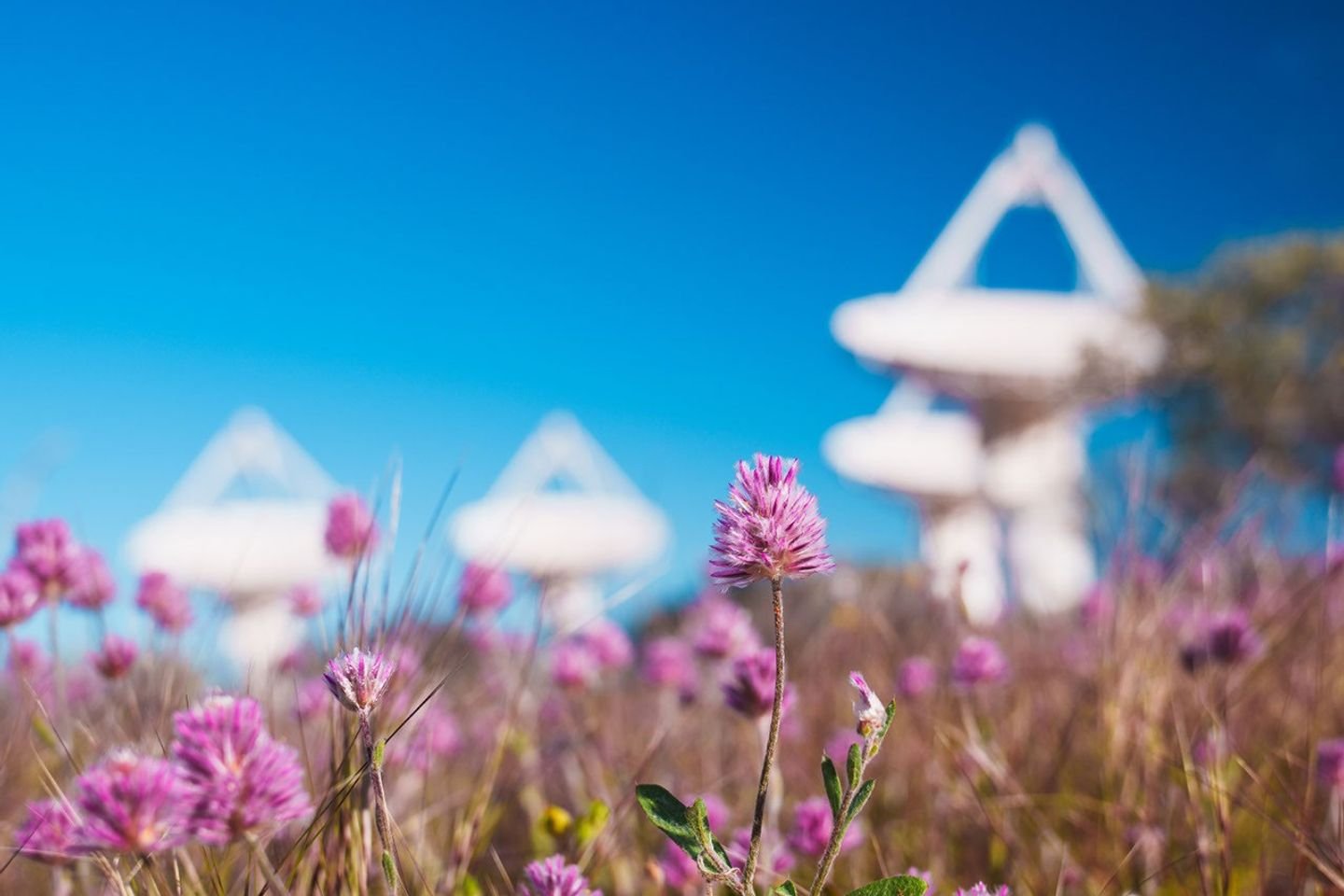 A field of pink wildflowers occupies the foreground. Four white dish antennas, part of a radio astronomy observatory, are out of focus in the background.