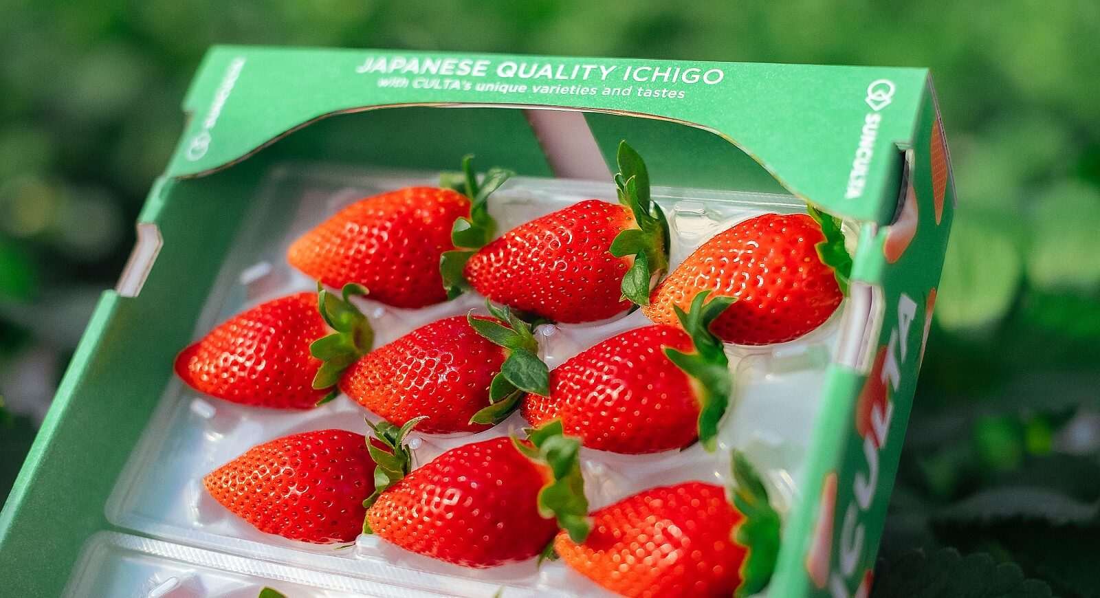 Culta strawberries Image credit Culta