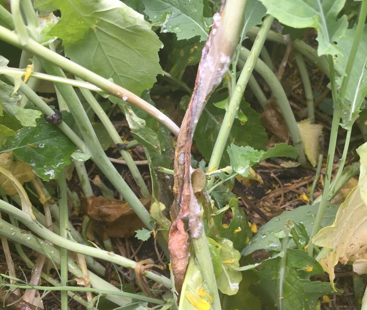 Sclerotinia can cause bleached, rotting lesions on infected canola stems. Alberta Canola agronomy specialist Keith Gabert says airborne spores are an important part of the infection cycle, but growers have traditionally had little direct information about how much inoculum is present in a field. Photo: Courtesy Canola Council of Canada