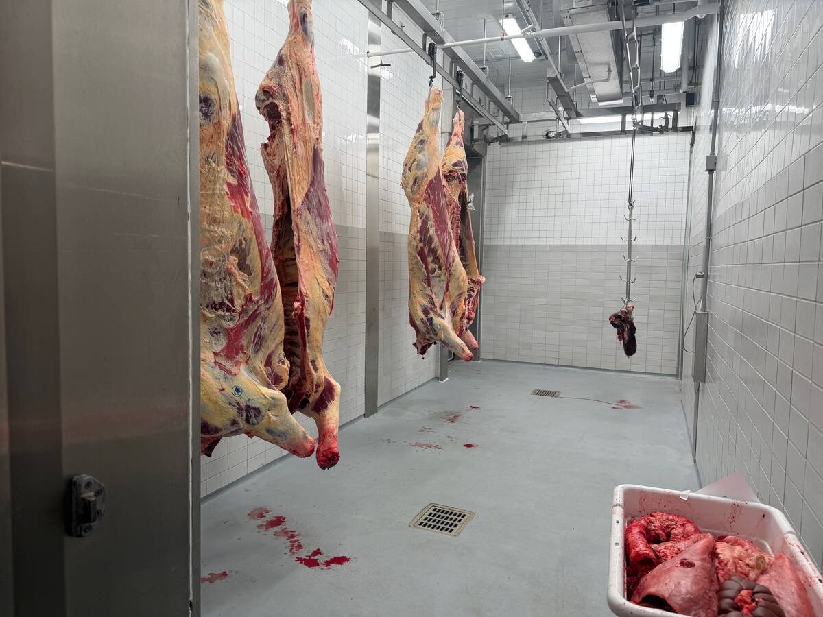 Beef carcasses hang from a rail in a white-tiled blast chiller with floor drains. Photo: John Greig