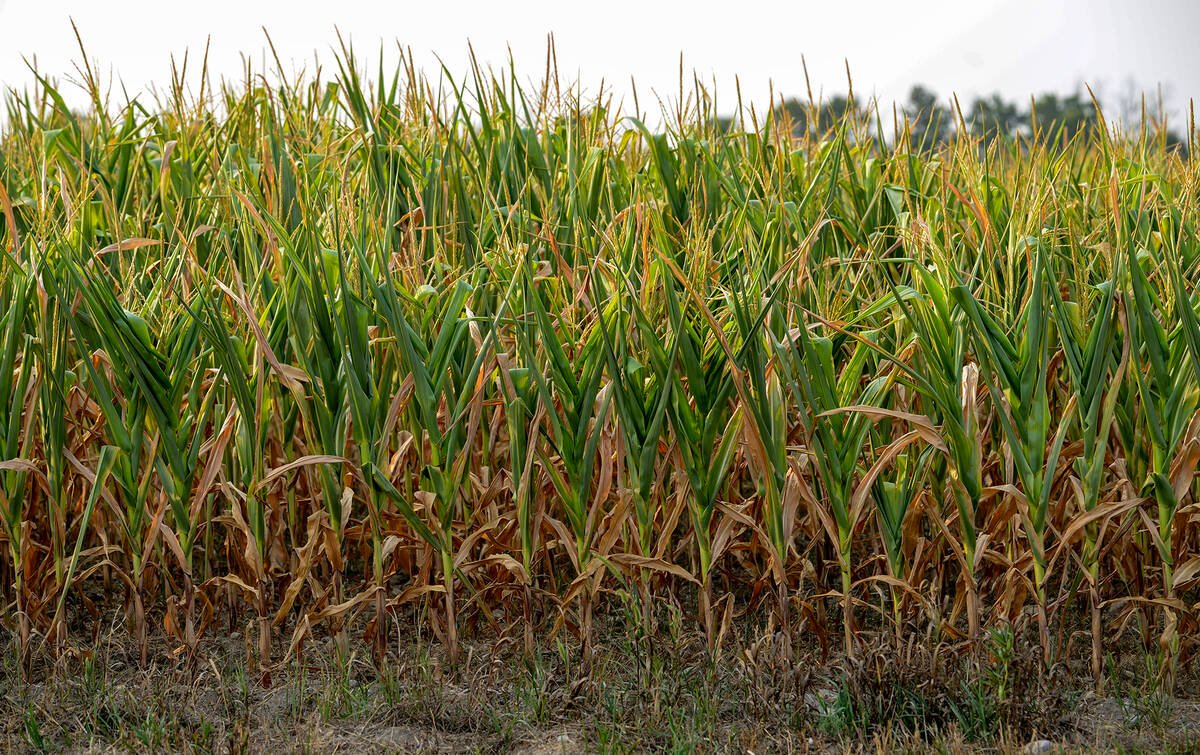 Many Kawartha Lakes farmers were hit hard by drought conditions plaguing areas of Ontario over the 2025 growing season. Photo Diana Martin