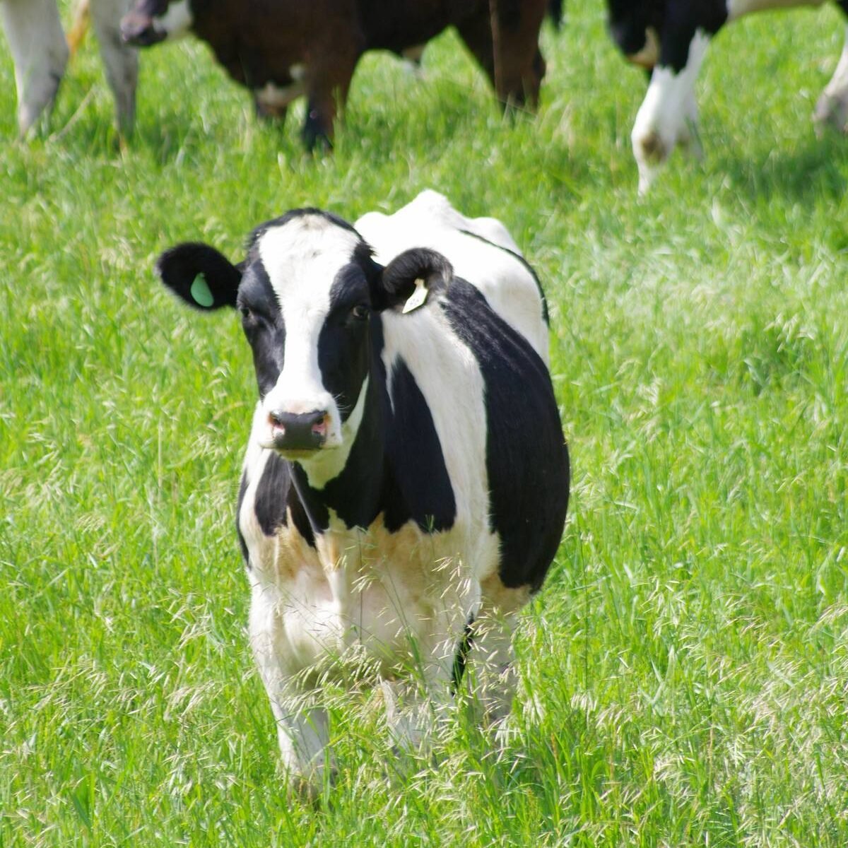 Dairy cattle graze. PHOTO: ALEXIS STOCKFORD