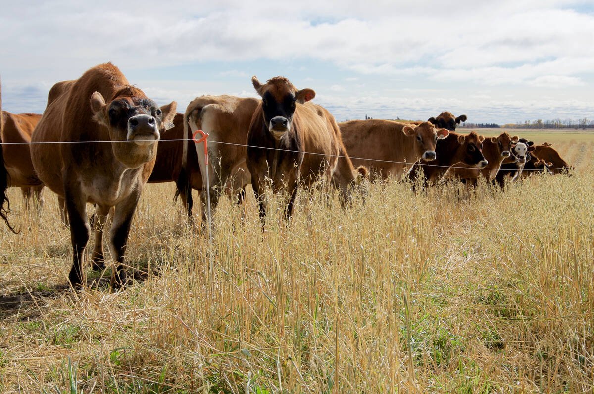 Dairy farmers across the Prairies are adapting grazing systems to fit their land, infrastructure and production goals.