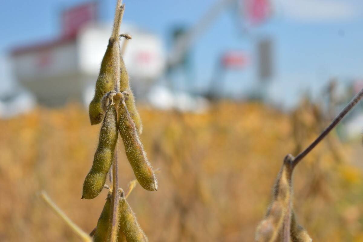 Close-up of soybean pods on a stem, with a dry soybean field and farm show tents blurred behind. Photo: Canada's Outdoor Farm Show