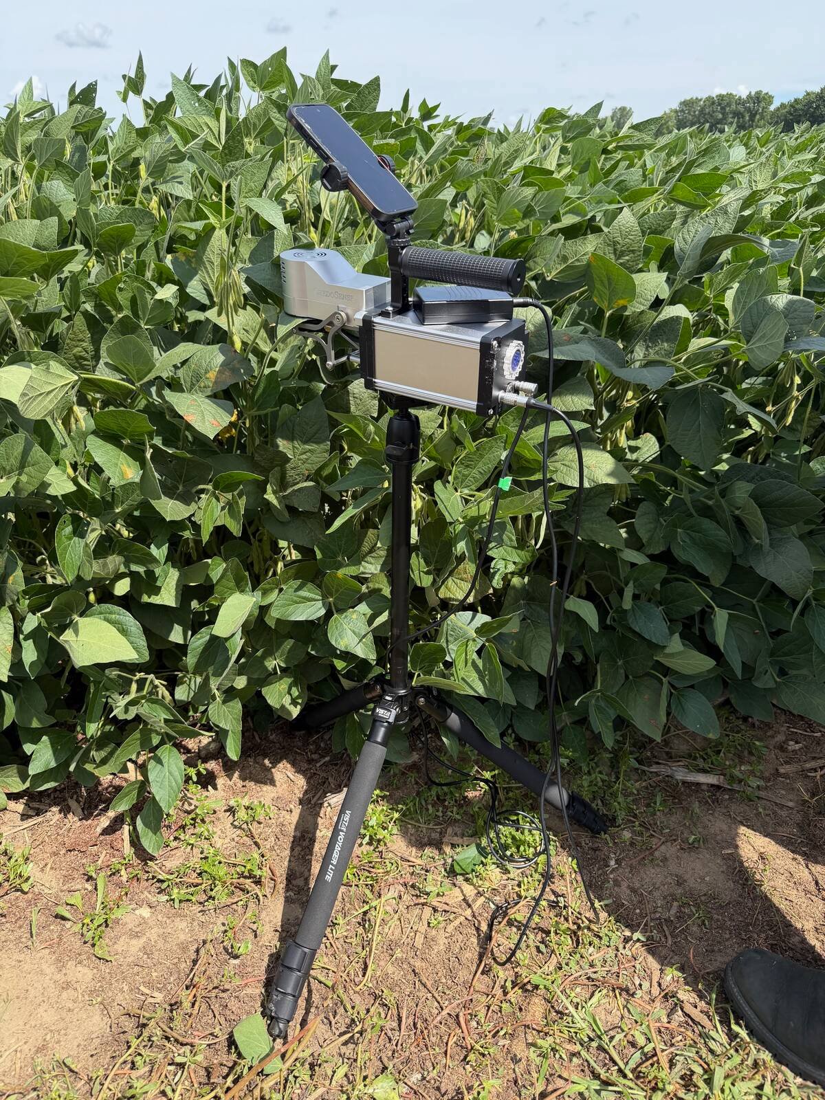 The CredoSense leaf testing system works together with environmental sensors to diagnose crop disease. Photo: John Greig