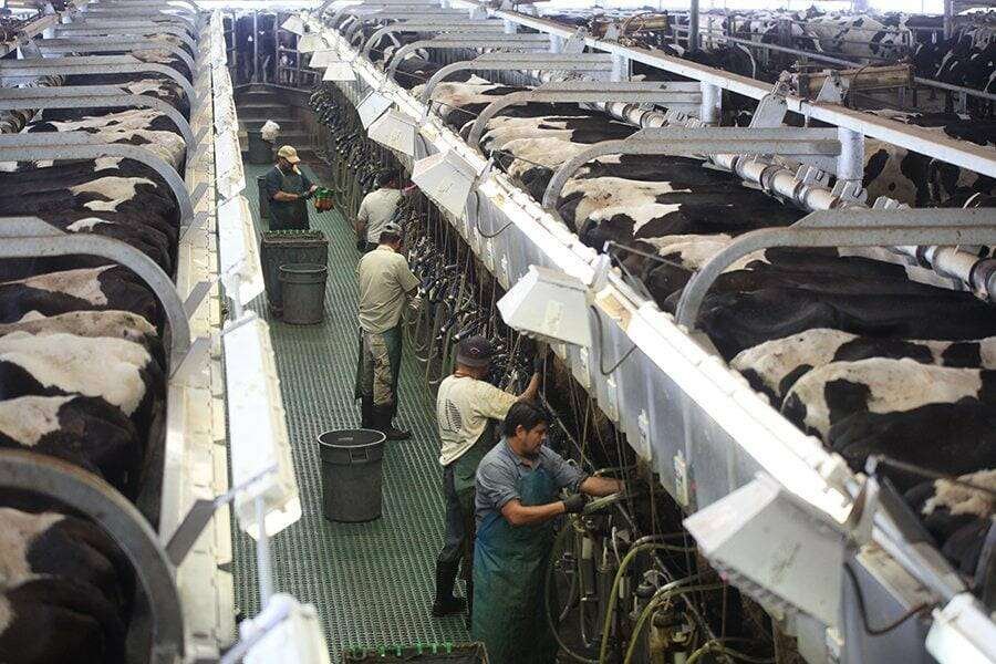 dairy workers