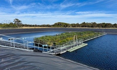 • The floating wetland in a holding lagoon at Westernport Water wastewater treatment plant on Phillip Island, southeastern Australia