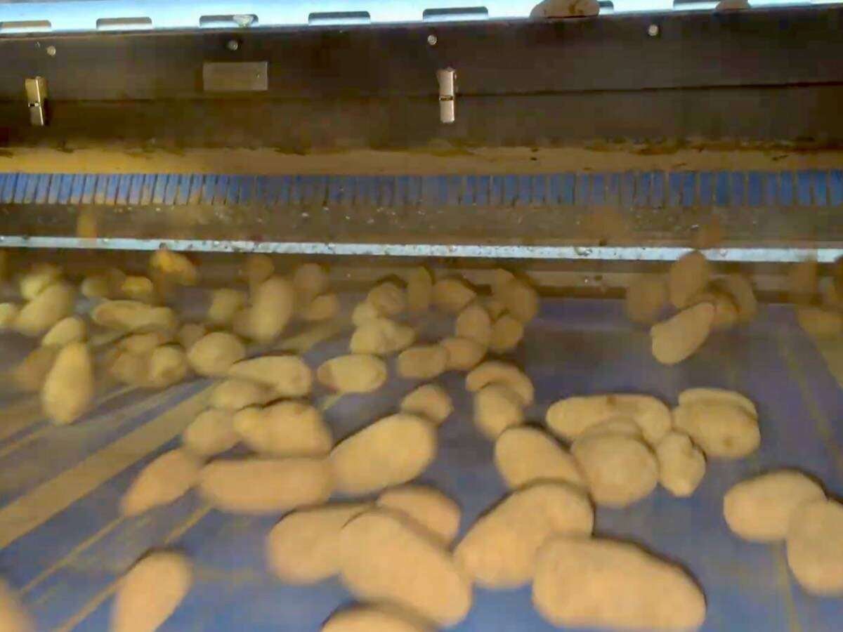 Potatoes being sorted on a conveyor system