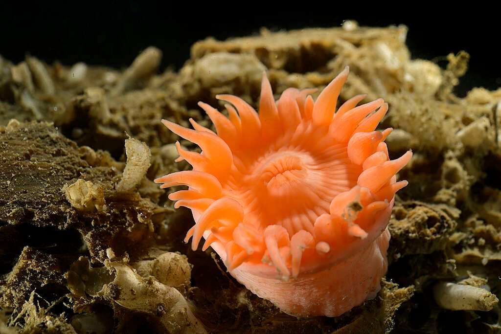 Marine Animals Found on Deep Arctic Expedition
