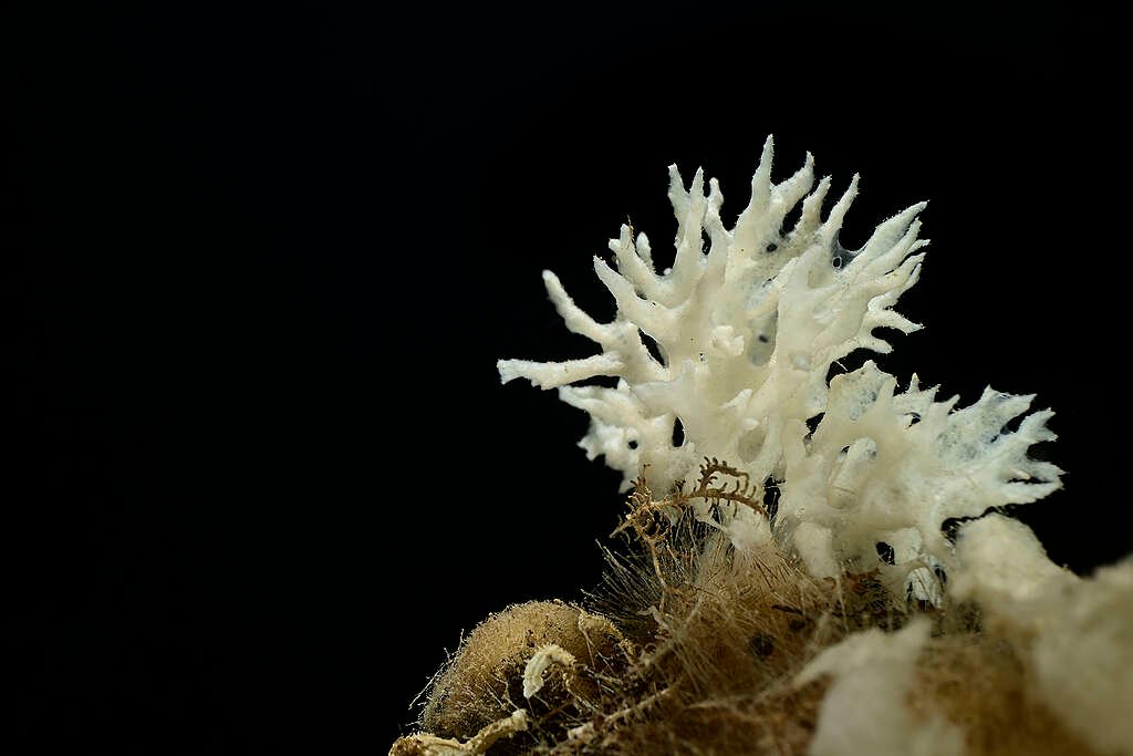 Marine Animals Found on Deep Arctic Expedition