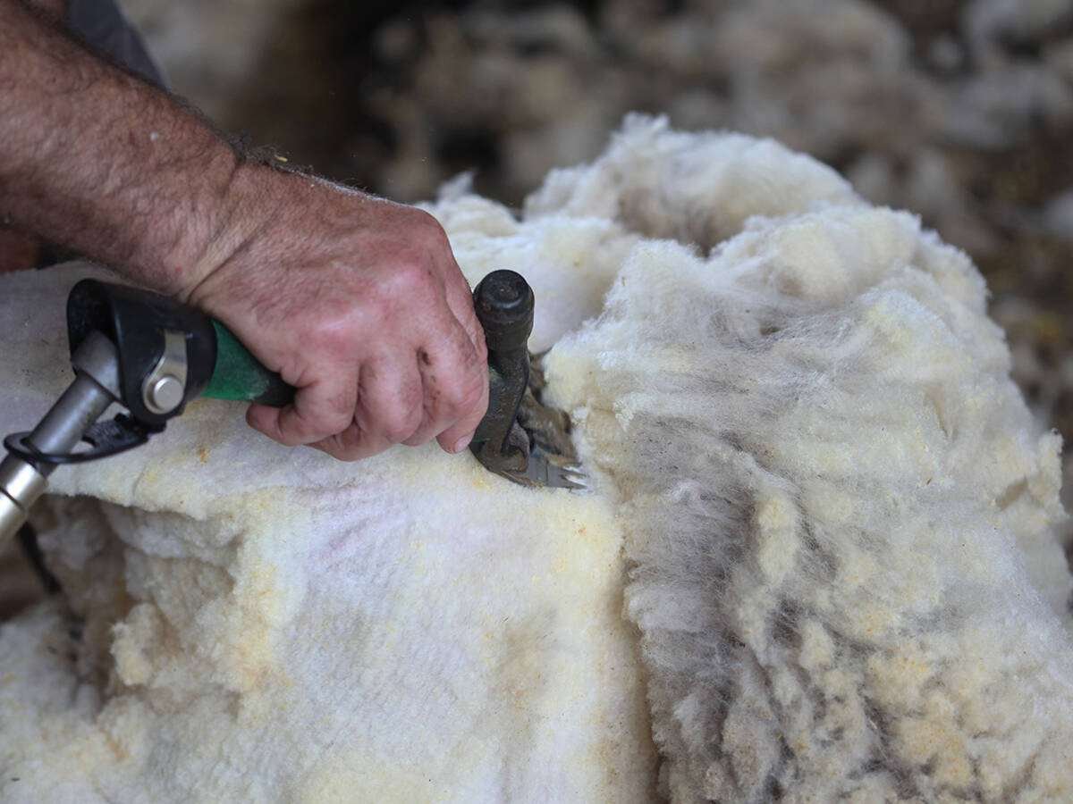 The 50 per cent tariff imposed by U.S. President Donald Trump has created a lot of uncertainty for an Alberta company that sells saddle pads made from wool into the U.S. market. Photo: File