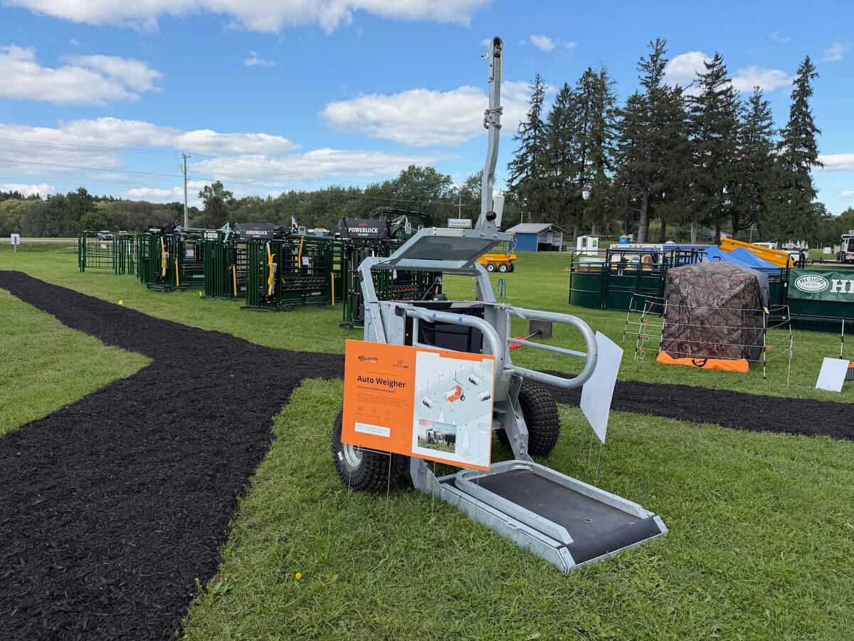The StrongBo automated weigher for cattle at Canada’s Outdoor Farm Show 2026. Photo: John Greig