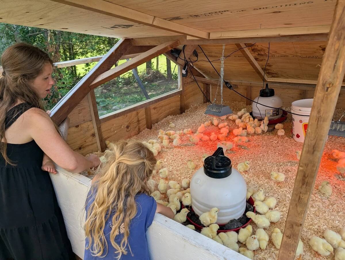 Anna-Marie Gagne looks over the flock with her daughter. Photo: Lindisfarn