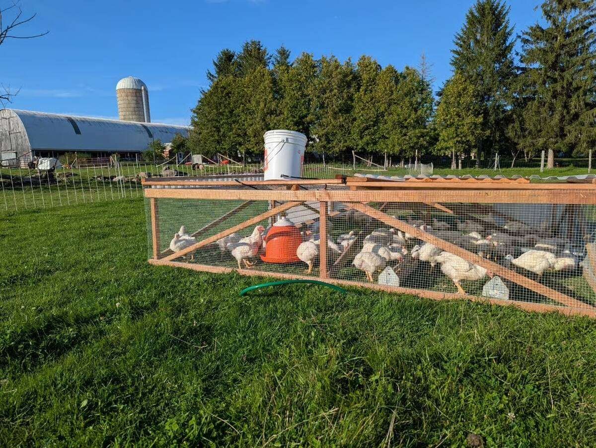 Chicken Farmers of Ontario land ownership restrictions mean Renaud Gagne, owner of Lindisfarn farm, can’t expand his flock without first purchasing a farm. Photo: Lindisfarn