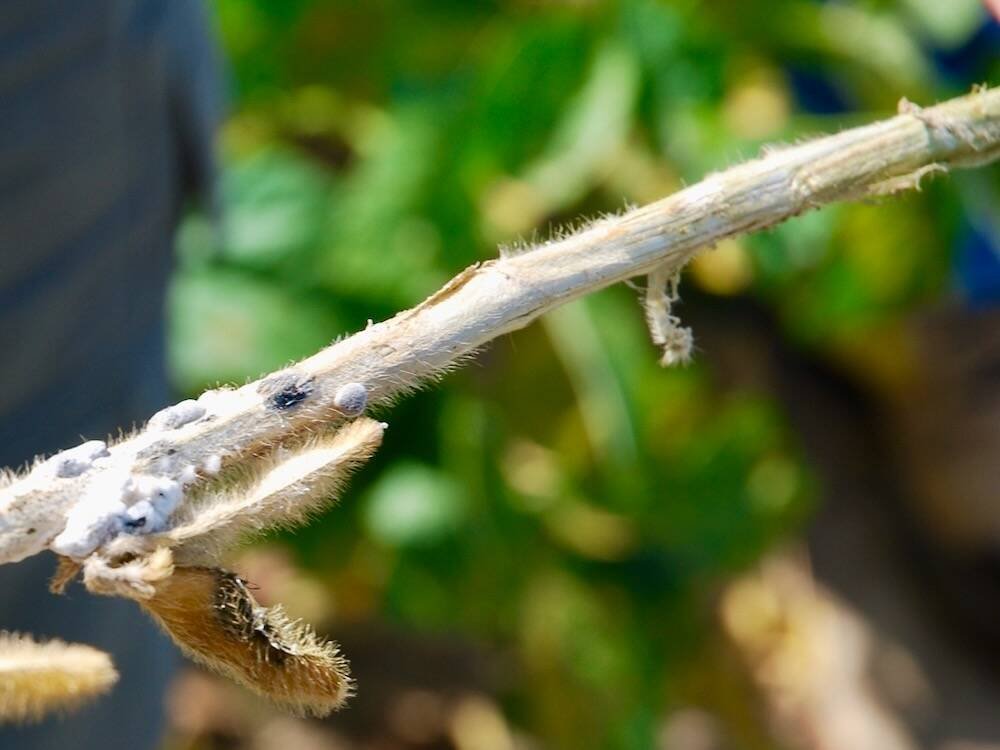 White mould can reduce soy yields by damaging stems, pods and vascular tissue. Photo: File