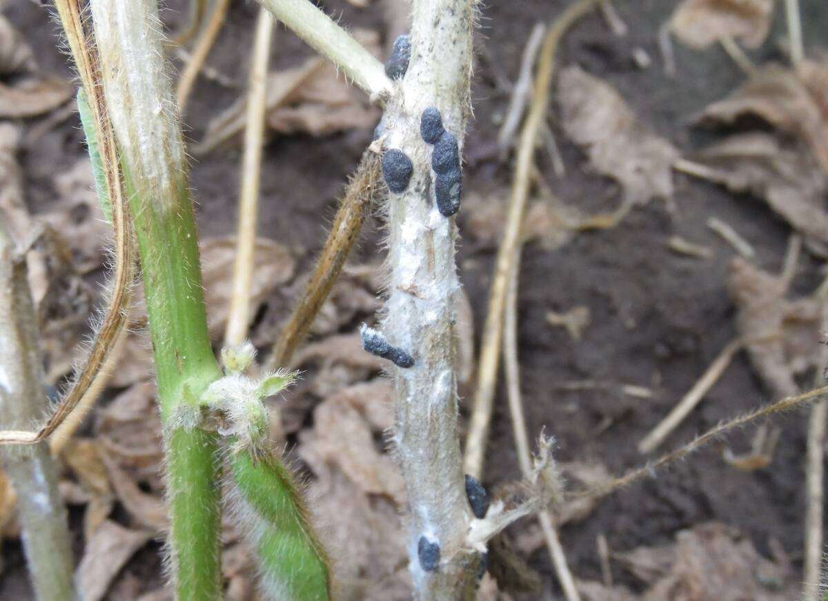 White mould sclerotia on the stem of a mature soybean plant. Photo: Mike Staton/Michigan State University