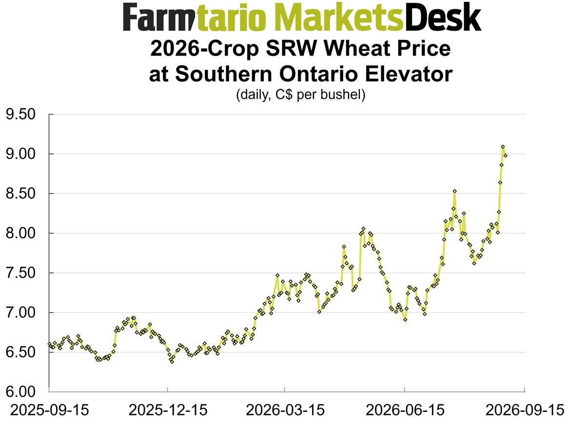 Cash wheat bids have climbed sharply, improving pricing for farmers wanting to clear bin space for other crops.  Image: Glacier Farm Media