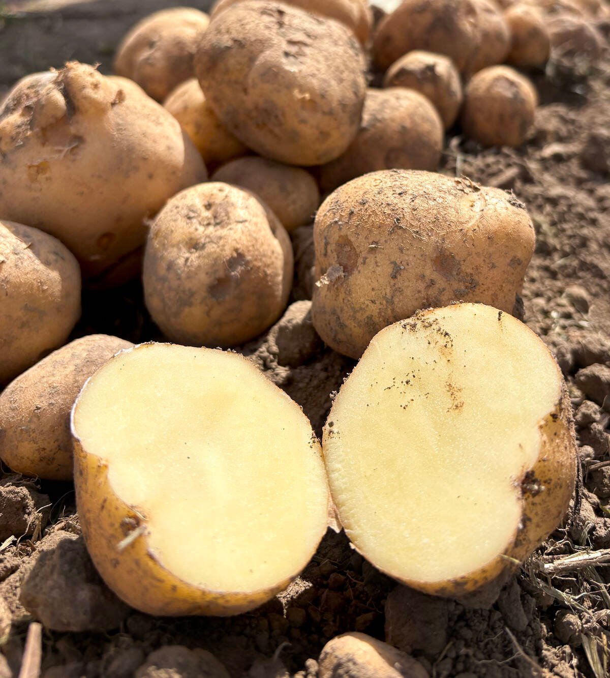 Peter Vander Zaag is optimistic that his SP333 variety has the potential to outperform the already successful SP327 variety, which has now reached commercial production. Photo: Diana Martin