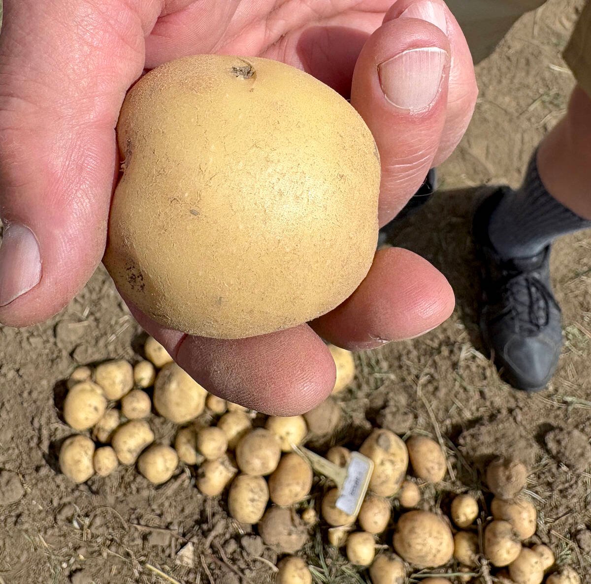 Peter Vander Zaag’s SP335 variety, part of the Ontario Crops Research Centre’s Potato Field Trials in Elora, is showing good table or chipping potential. Photo: Diana Martin