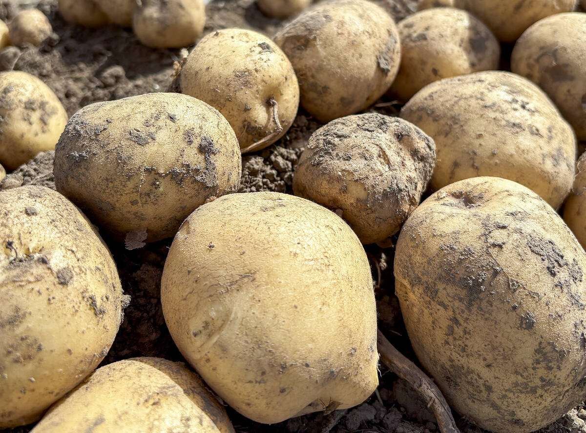 The commercial success of the SP327 potato variety is hindered only by the speed at which seed production can increase to meet demand. Photo: Diana Martin